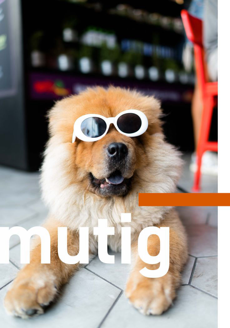 Hund mit Sonnenbrille auf